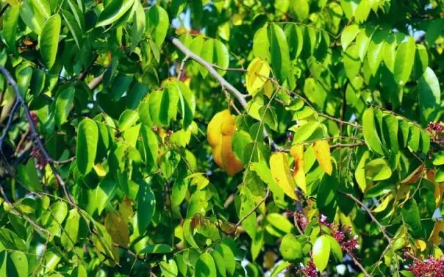 海南珍贵树木有哪些图片,海南花草树木名称大全