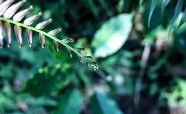 深山老林自建豪华木屋隐居生活,90后小情侣隐居深山建别墅仅花6万