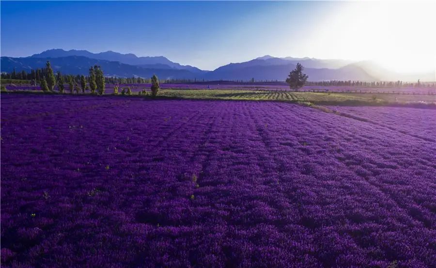 伊犁霍城薰衣草普罗旺斯,霍城薰衣草和北海道普罗旺斯