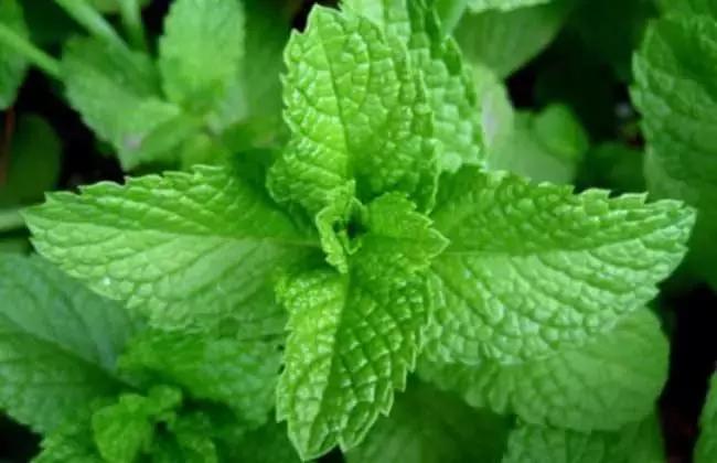 哺乳期菜里面有韭菜会回奶吗,哺乳期妈妈吃藜麦会回奶吗