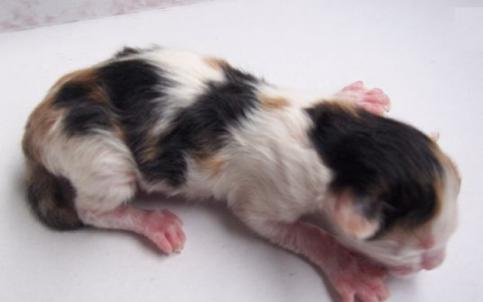 宠物猫咪难产生不出来怎么办？难产小猫咪还能活吗