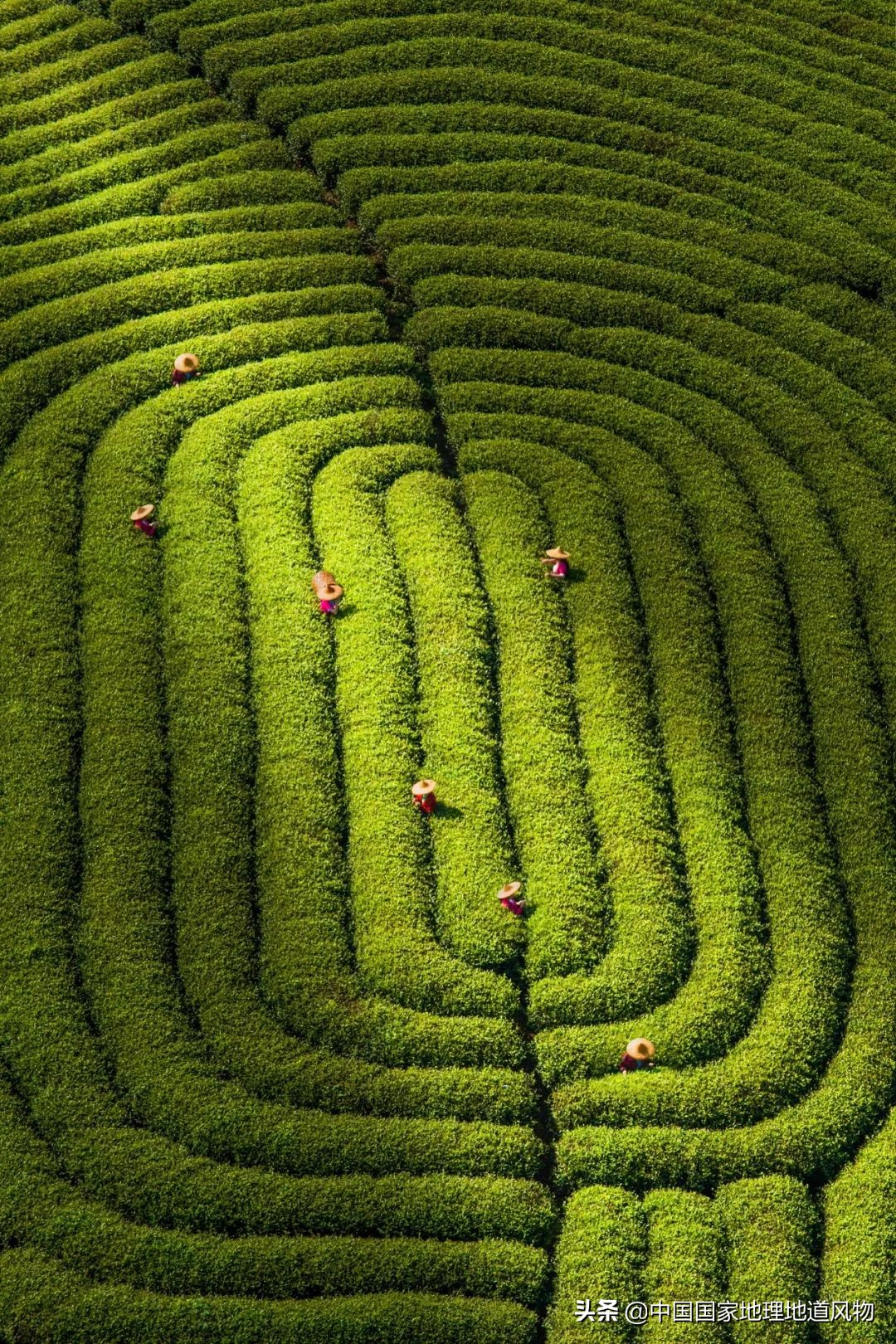 中国茶叶分布图,中国茶区详细分布图