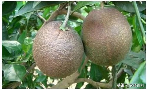 柑橘锈壁虱特效药配方,柑橘锈壁虱防治最佳时段是哪个月