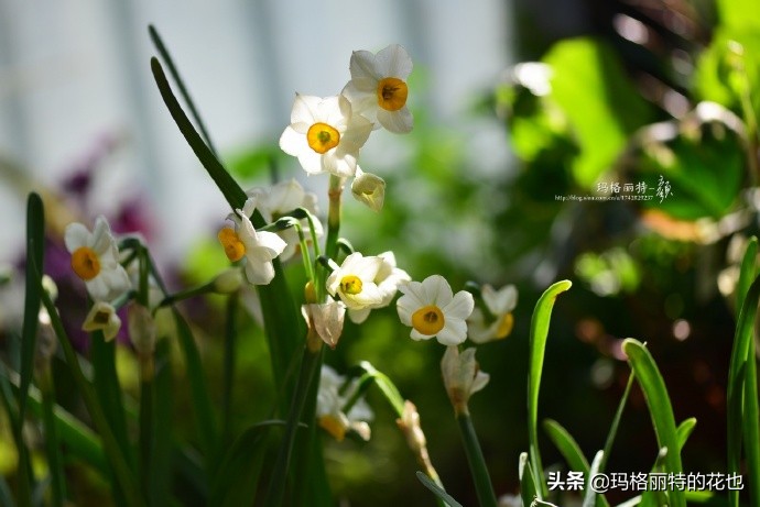 历史悠久的十大名花（海量美图），你选哪个做国花？