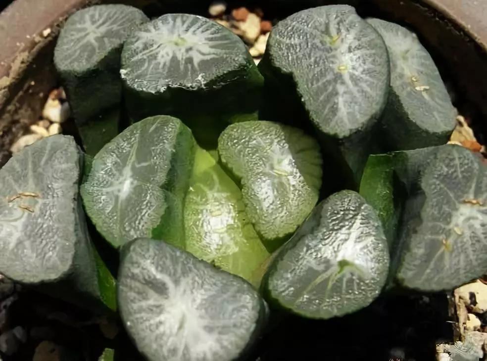 最全多肉图鉴大全,图鉴植物