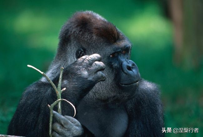 50种珍稀保护动物,为什么人类应该保护濒危物种