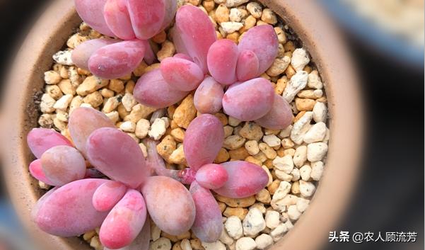 类似婴儿手指的多肉,跟婴儿手指类似的多肉品种