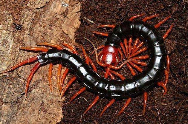 世界上最毒的蜈蚣排行,毒蜈蚣十大排行榜