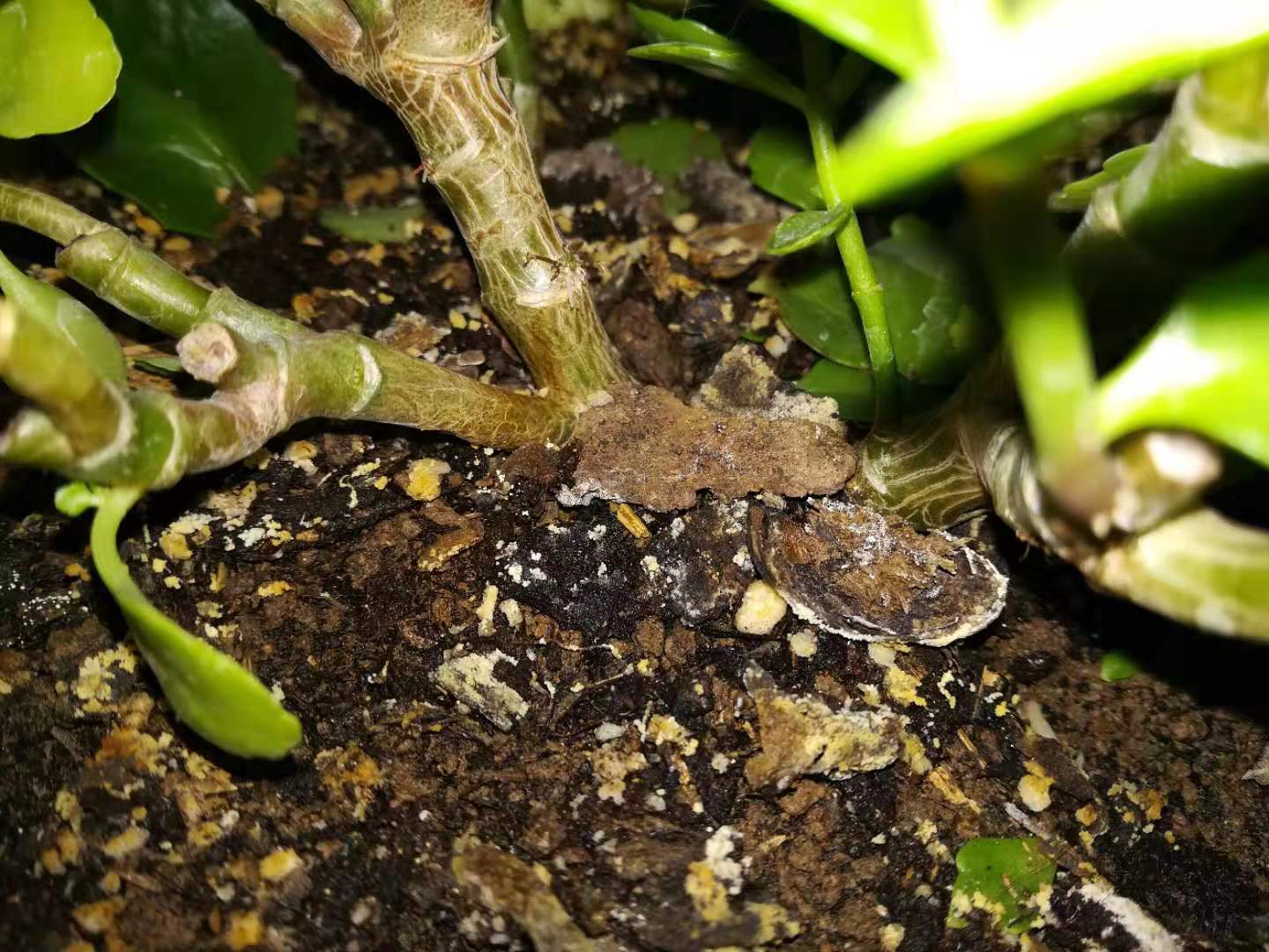 养花土壤怎么排盐碱化快,养花土盐碱化的原因有哪些