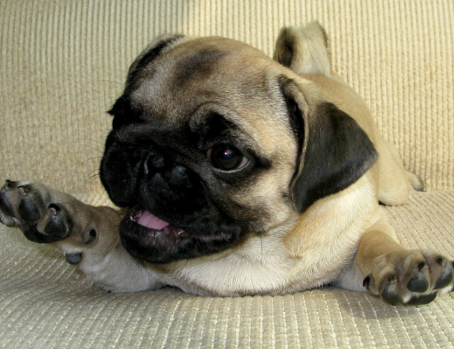 怎么挑选温顺的巴哥,怎么挑选一只巴哥狗狗