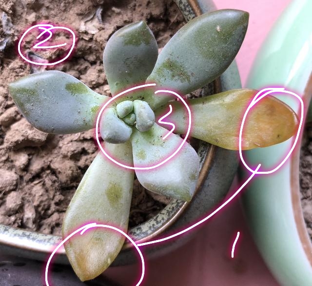 多肉叶片干瘪掉落怎么回事,多肉叶片长出一圈多肉该怎么办