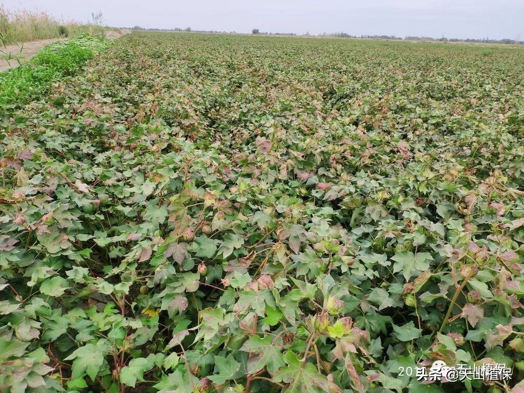 棉花后期防早衰的方法,棉花早衰的表现