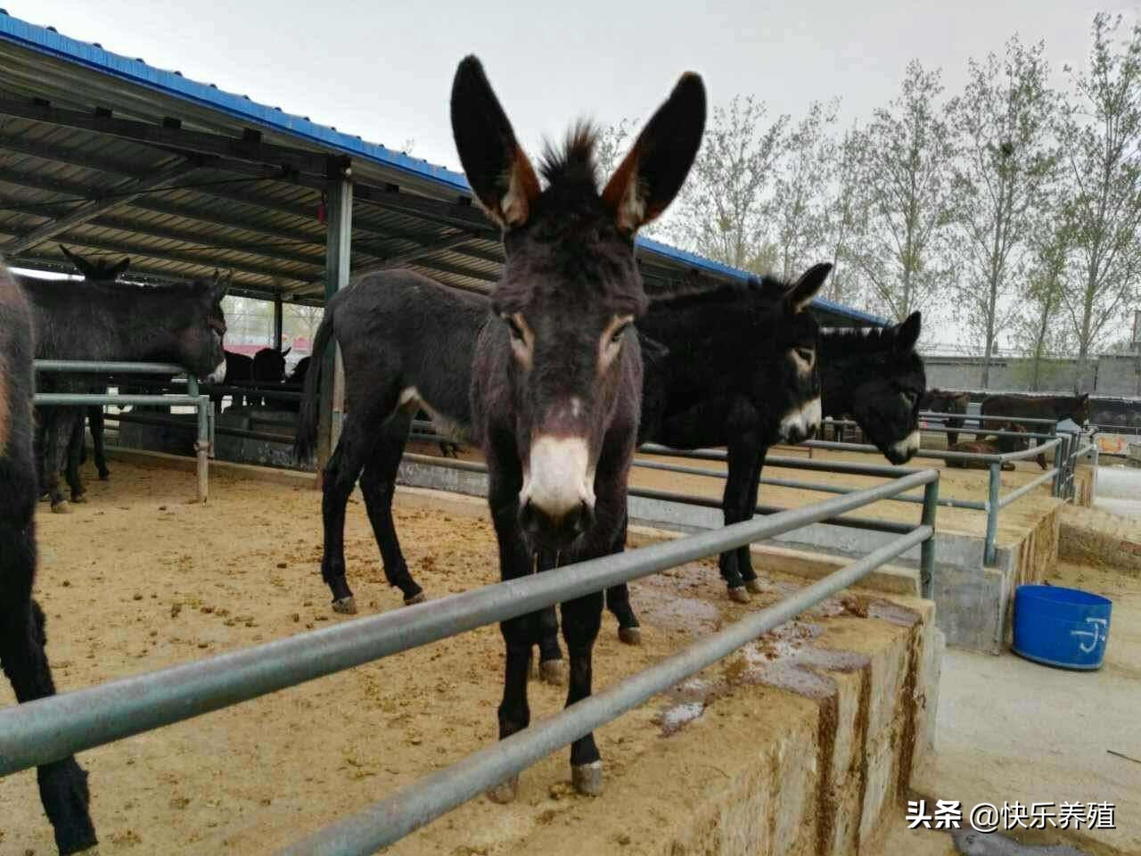 养驴知识大全视频,养驴需要注意什么