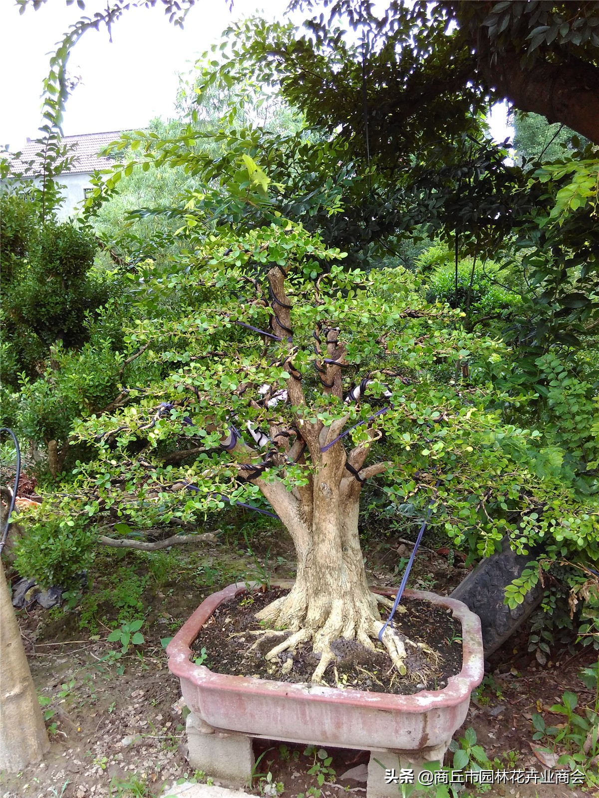 家有黄杨富贵吉祥,家有黄杨富贵满堂是什么意思