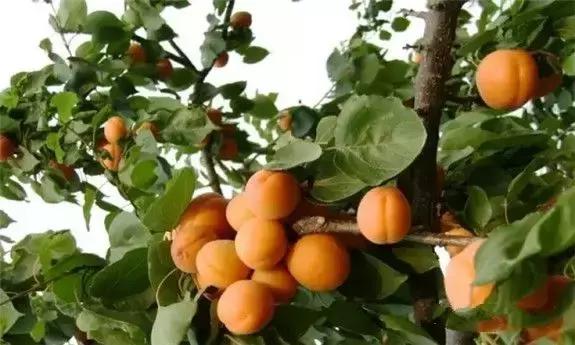 东北版满汉全席,原汁原味的满汉全席