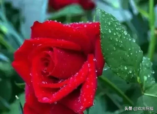 岁月不饶人机会把握好,岁月不饶人首先不饶女人的说说