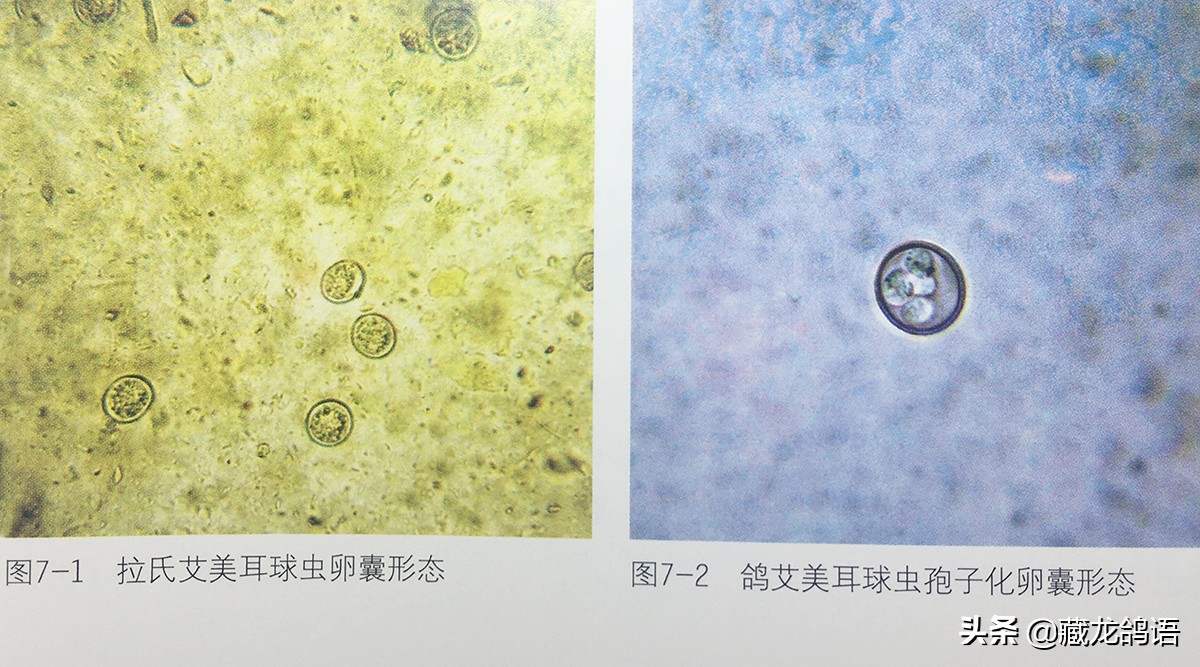 操作绝不输当代—看老一辈面对鸽病时如何止损