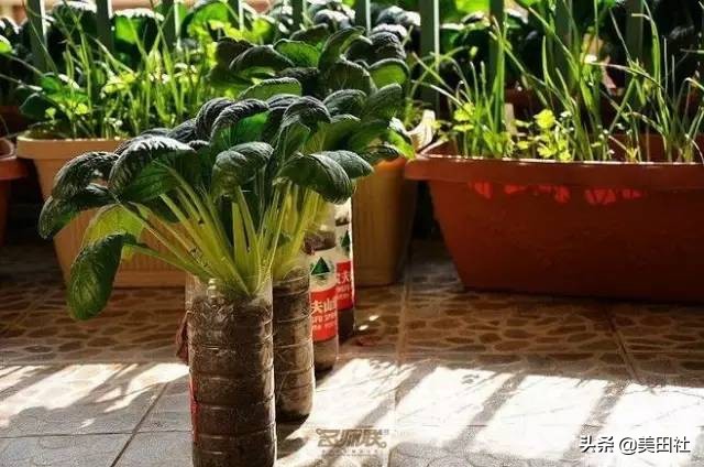 怎么样能纸上种菜,在家种菜可以做什么