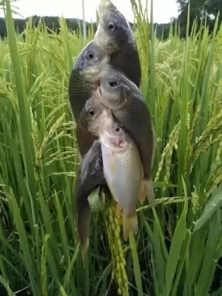 户撒佛祖的后花园现在怎么走,户撒为什么叫佛祖后花园