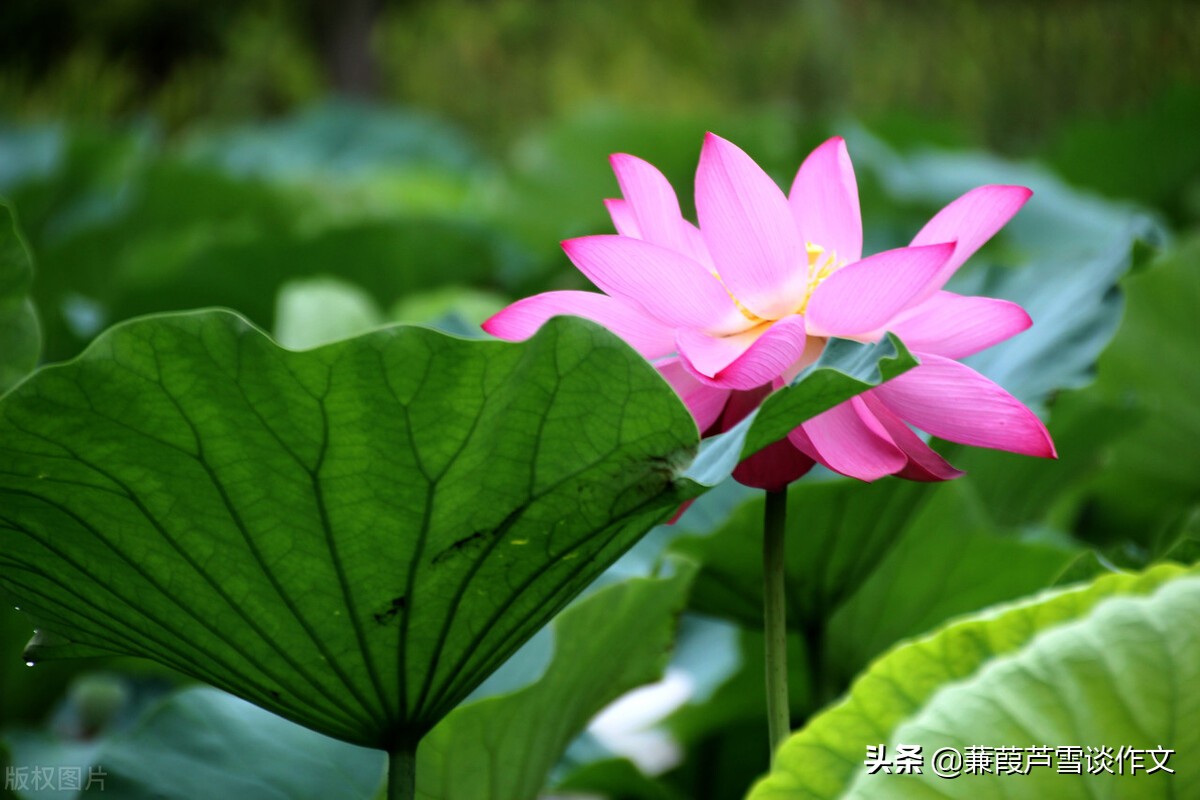 关于双减政策的小学生作文400字,双减政策教师学习心得英语作文