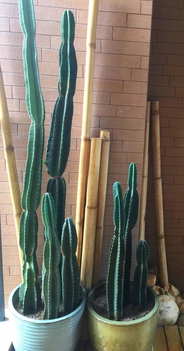 什么花放在家里最好看最实用,放家里风水好又好养的花有哪些