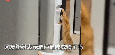 小卖部老板养了一只招财猫,店老板养的猫咪