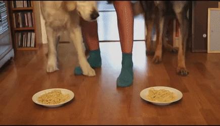 狗狗吃饭急得不得了,狗狗生病不吃饭的各种症状