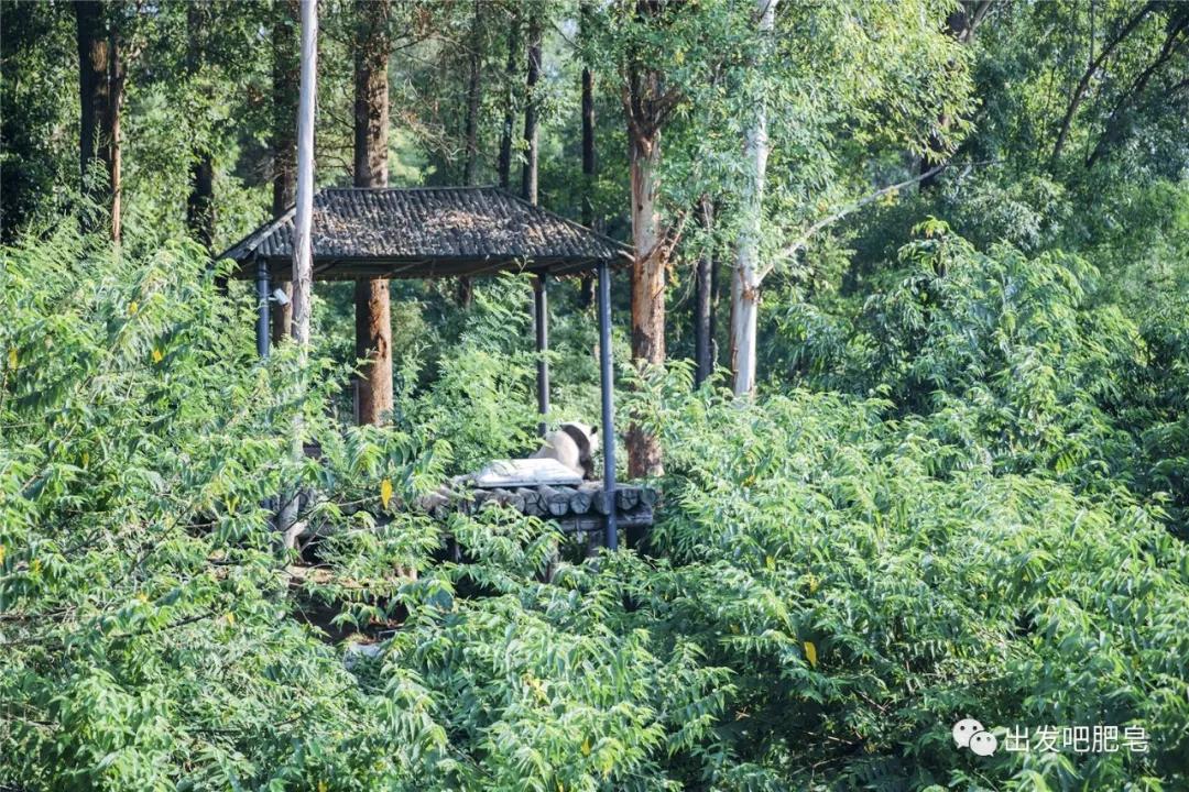 长隆飞鸟乐园长隆熊猫酒店怎么选,周一长隆野生动物园游玩攻略