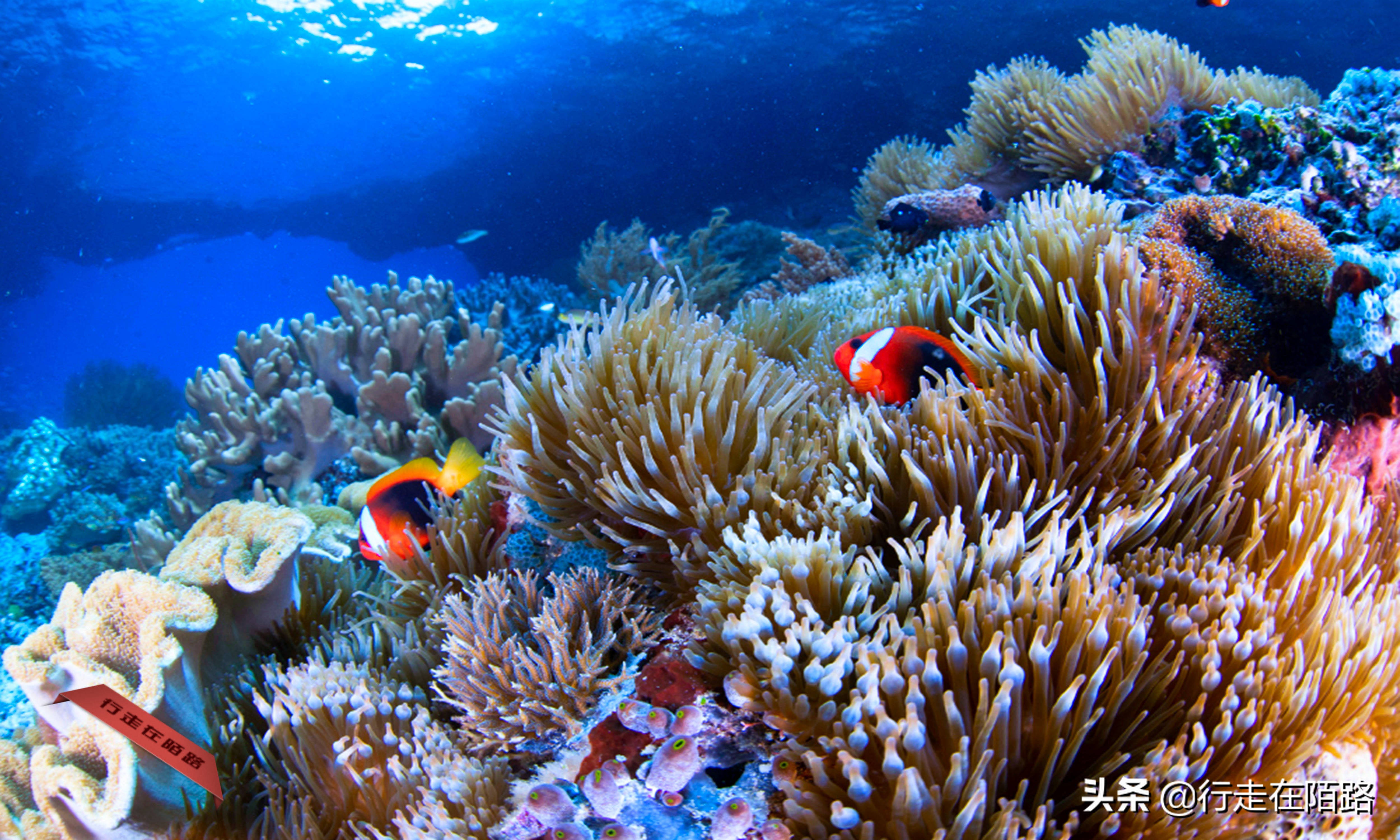帕劳岛旅游,帕劳四王岛