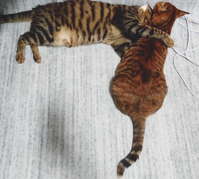 养了一对猫兄妹怎么办,养兄妹猫好不好