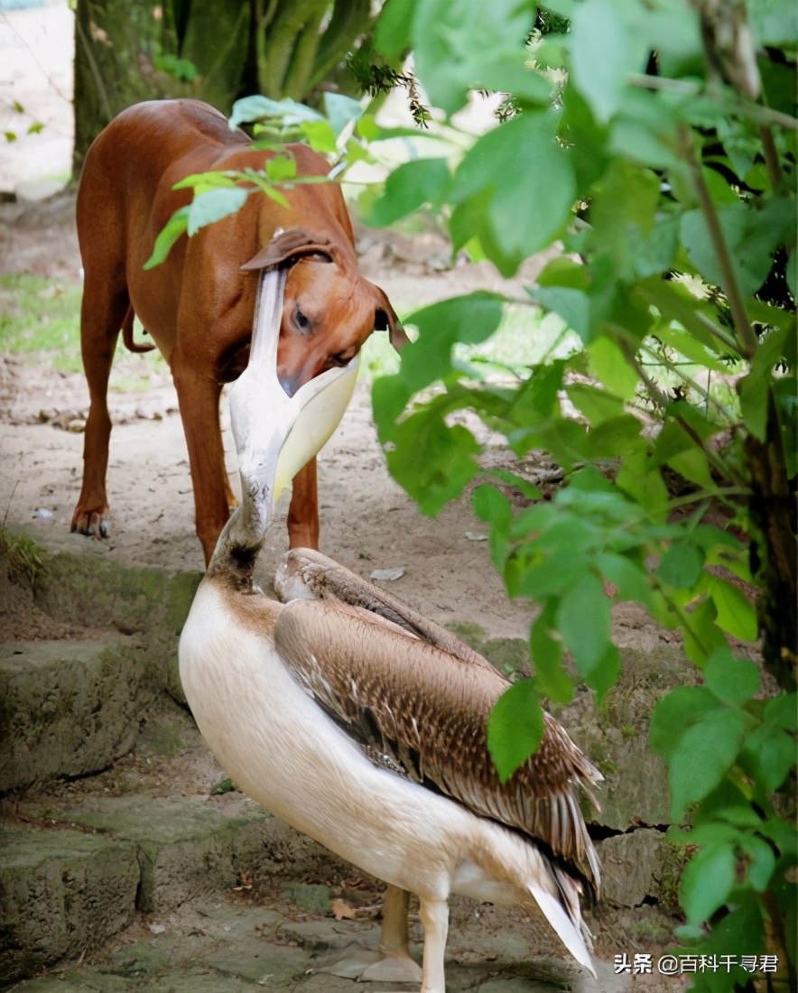 鹈鹕吞猎物到肚子里是怎么样的,鹈鹕会吞掉同类吗