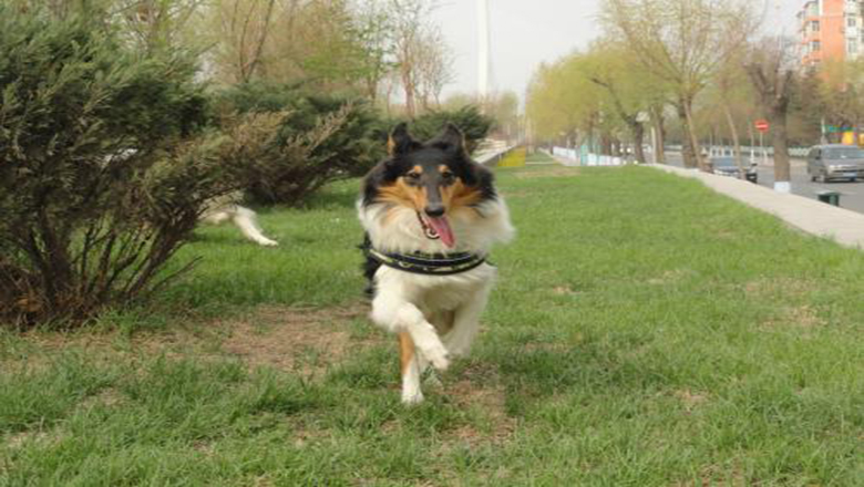 苏牧购买,哪里可以买到正宗的苏牧