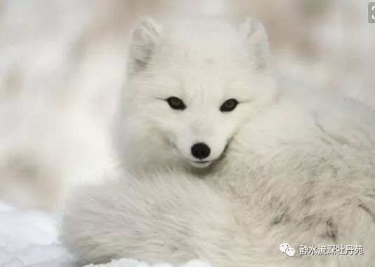 为救老公,玩激情视频赚钱,结果……