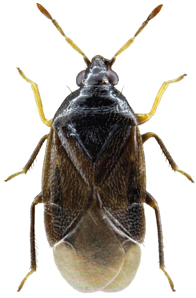 瓢虫害虫和益虫的区别图,益虫害虫有哪些视频