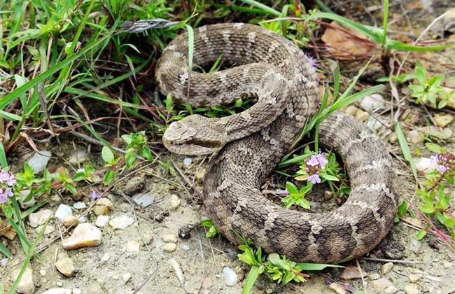 有毒蛇标志,有毒蛇的视频