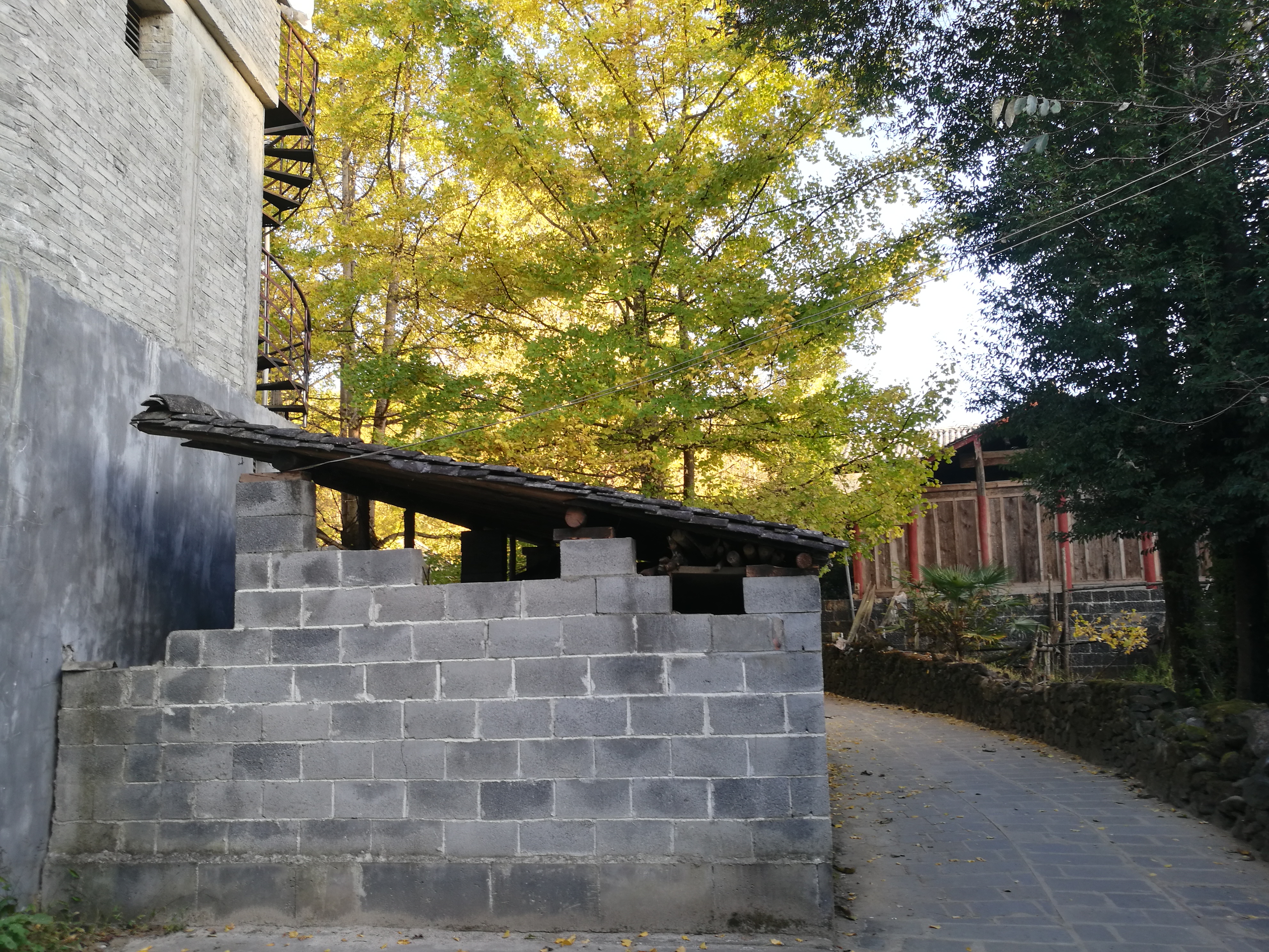 2023腾冲看银杏最佳时间,腾冲看银杏树旅游攻略