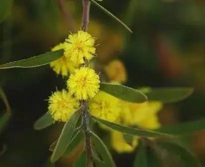 各国国花展示视频,各国国旗国徽国花