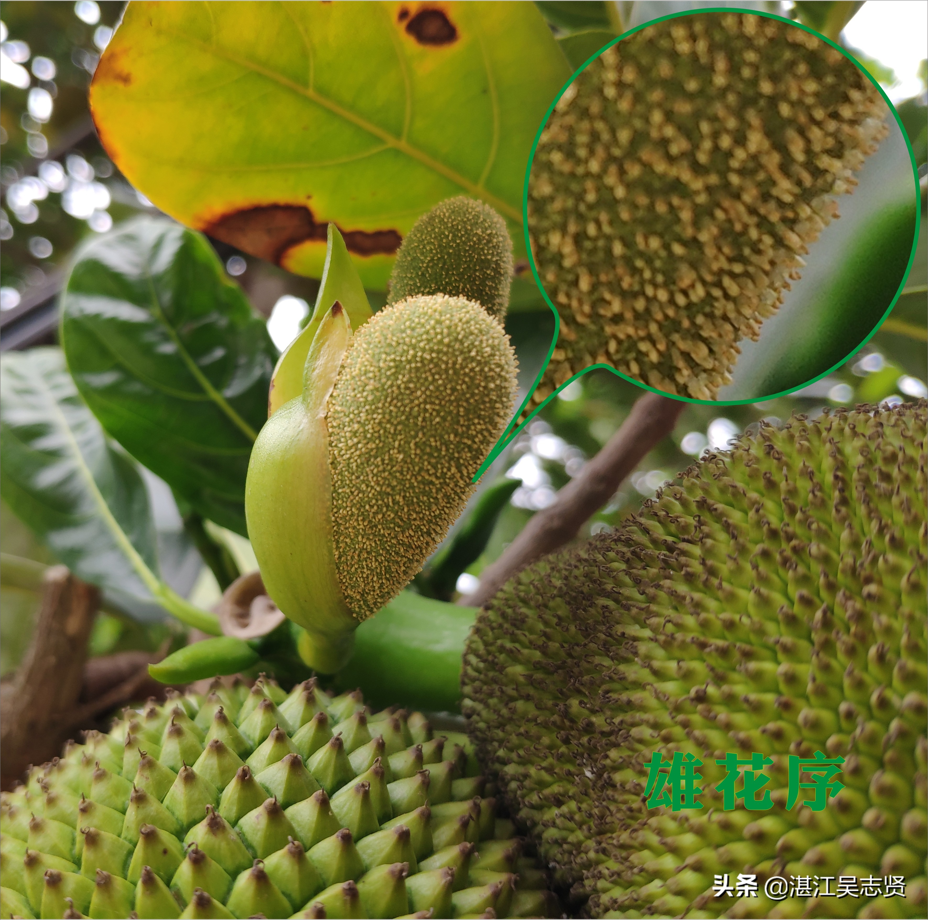 什么方法可以让菠萝蜜果肉熟得快,剥好的菠萝蜜如何存储变甜