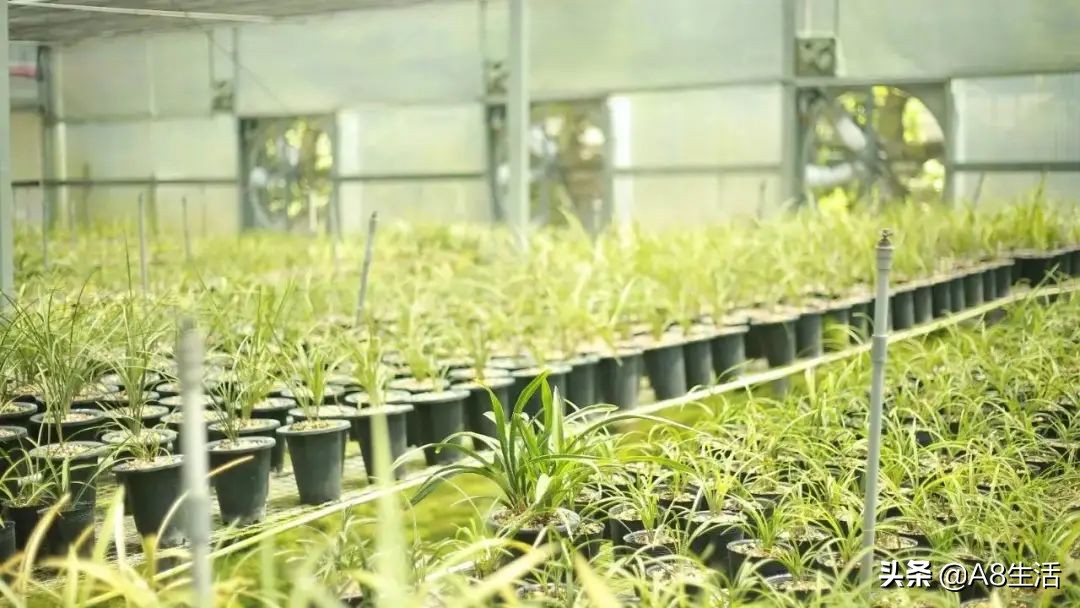 每日一品中药材,每日一品隶书作品