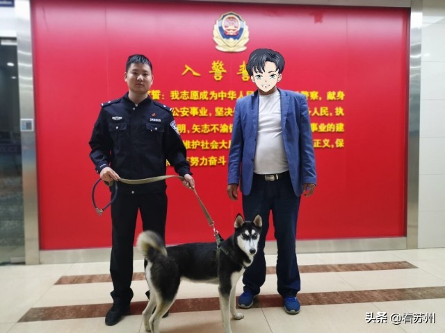 哈士奇被抱走没反抗,两只哈士奇被偷