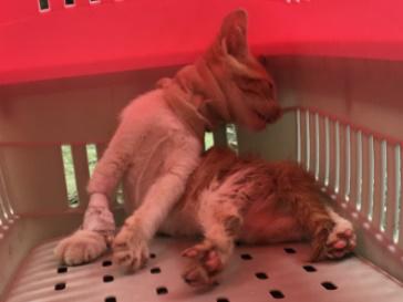 跟着我们猫狗大联盟，你会有喵的！黄阿姨猫咪领养专场