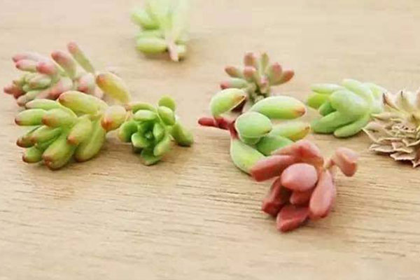 五月份法师多肉砍头可以扦插吗,多肉碧桃砍头扦插多久能生根服盆