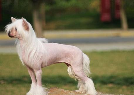 狗狗嘴臭在家怎样清洗,狗狗嘴臭吃什么药可以治