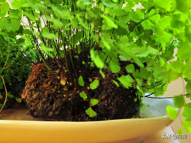 上水石上的铁线蕨为啥不茂密,铁线蕨可以直接种在水里吗