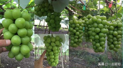 阳光玫瑰保果膨大正确方案,阳光玫瑰膨大期用杀菌药方案