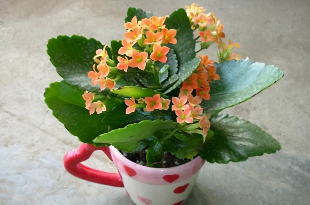 这8样植物可以在家养,家里养的3种常见植物