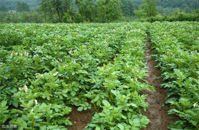 牛蒡的种植技术和产量,种牛蒡产量