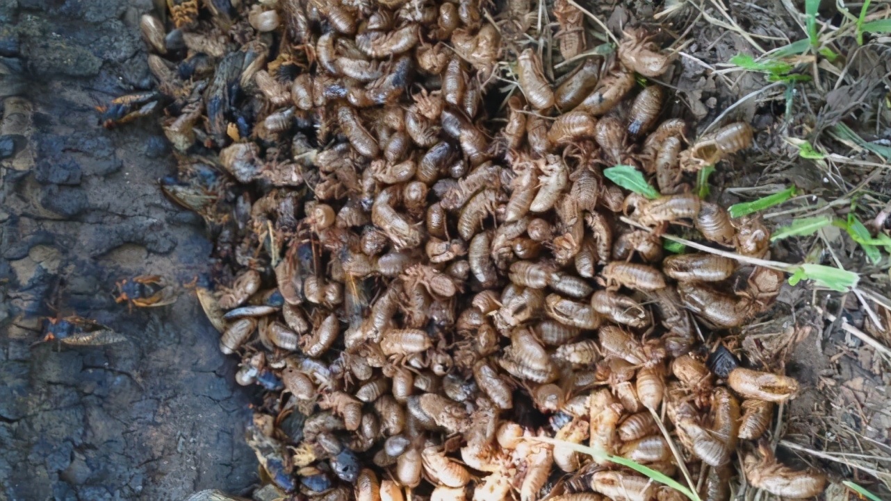 十七年蝉和普通蝉可以繁殖吗,17年出现一次的蝉