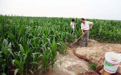 春玉米怎么育苗,春玉米播种时间及管理方法