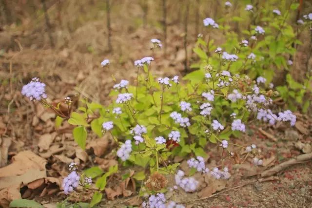 重庆旅游小岛,重庆小岛景区